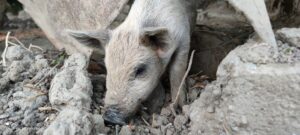 Pročitajte više o članku Živi kvalitetno, živi u ruralnom području!